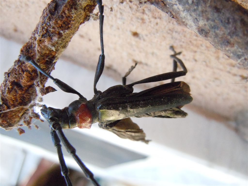 Cerambycidae, Aromia bungii, terza segnalazione in Italia?